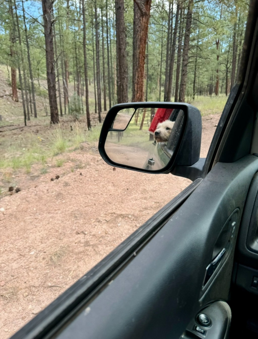 Take the Old Dog Somewhere&nbsp;Cool